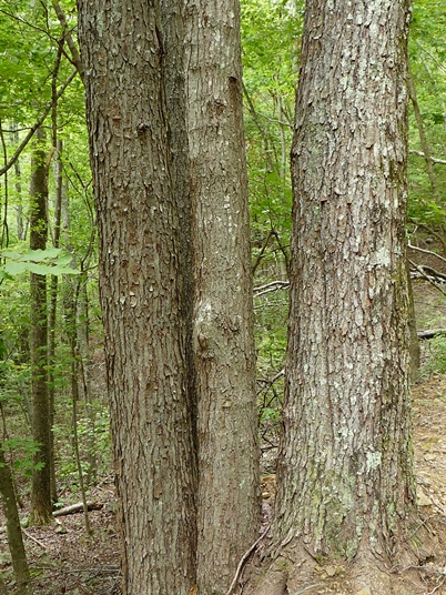 {Acer rubrum var. rubrum}